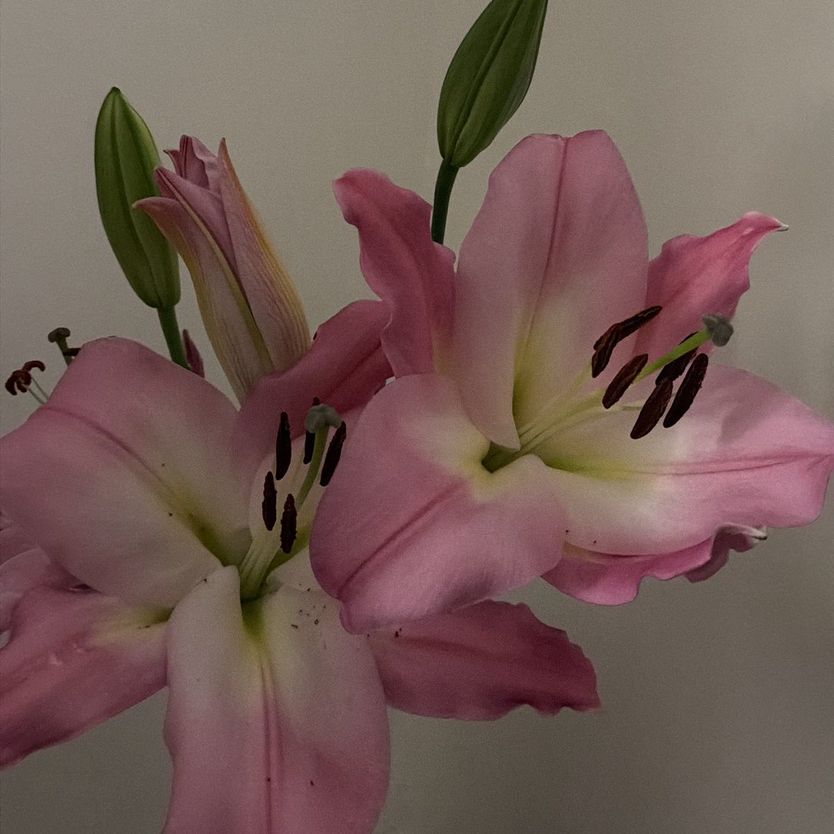 نُور | 👩🏻‍🎓 tweet media