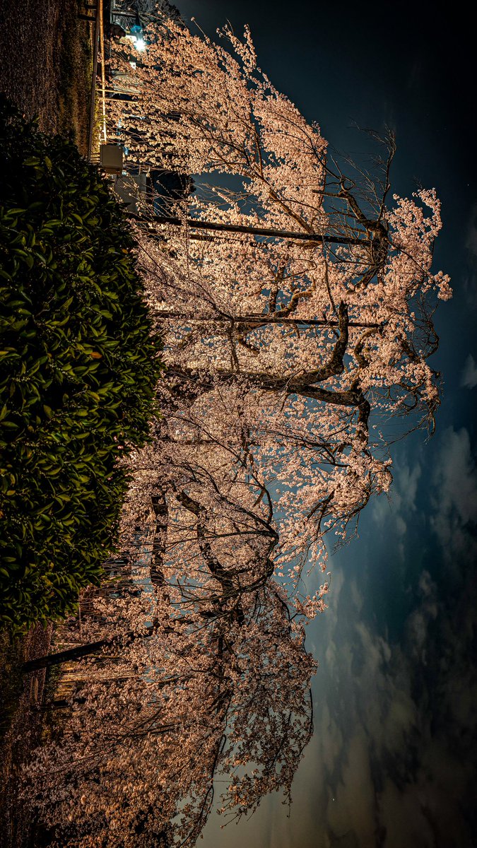 あっさらしい～！ tweet media