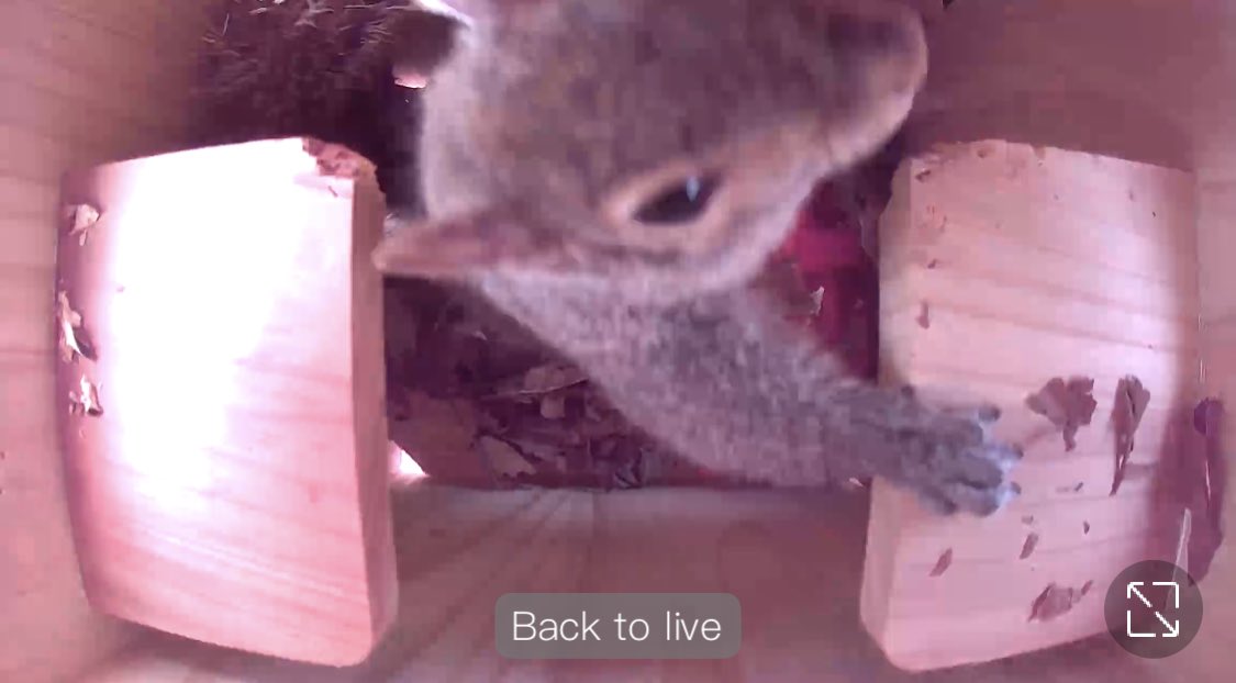 Tony Battista tweet media