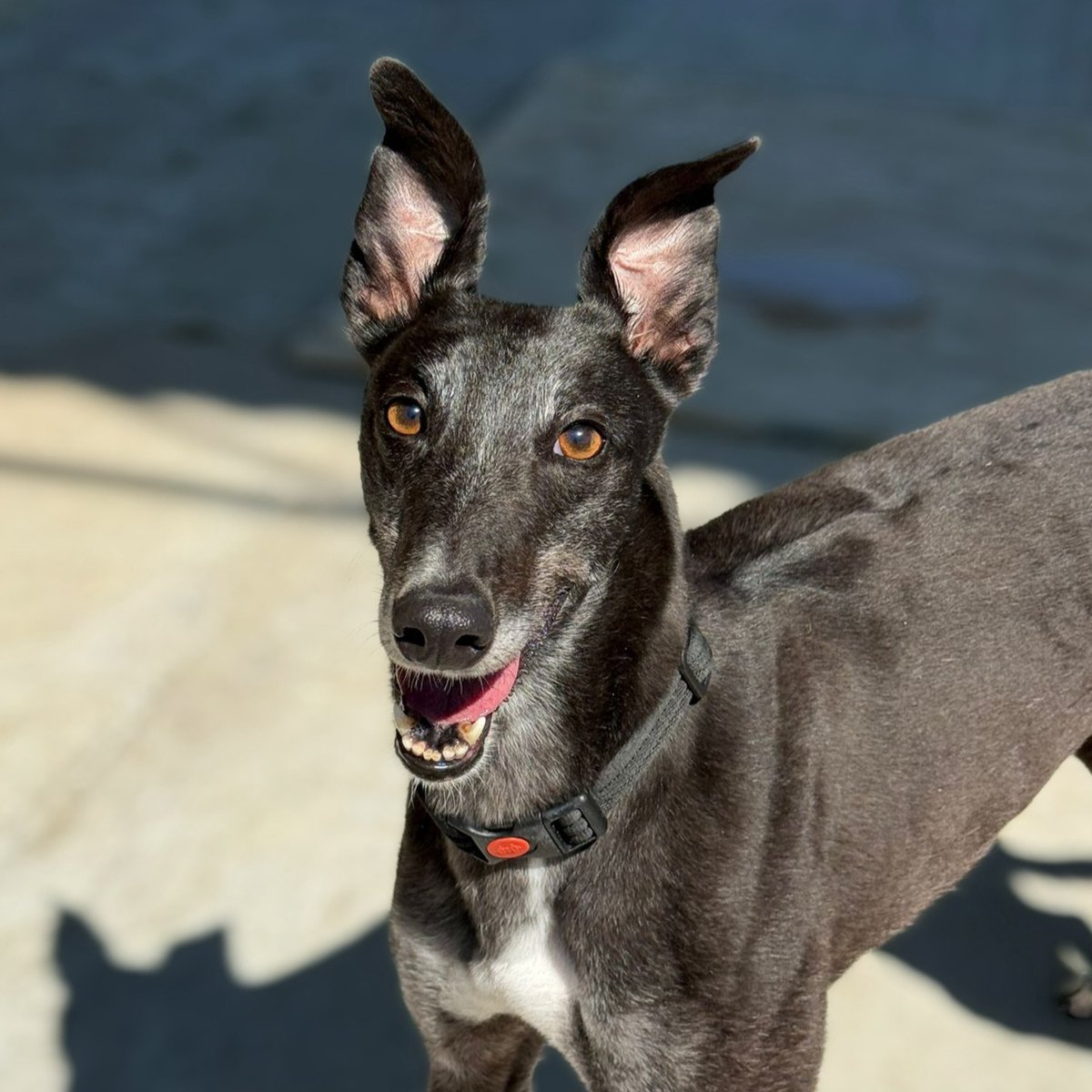 ✨SPOTLIGHT SUNDAY✨

Meet Libby, a sweet 6-year-old looking for her forever home 💖

After being returned at no fault of her own, she needs a second chance.
Gentle, affectionate, loves calm walks 🌿

View her profile here: tinyurl.com/swn9mspv