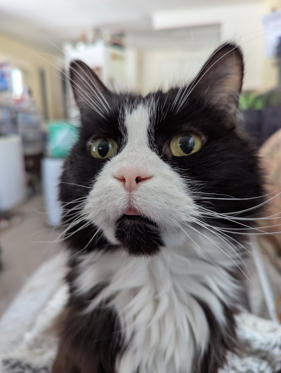 Lamalya (Pascale) tweet media