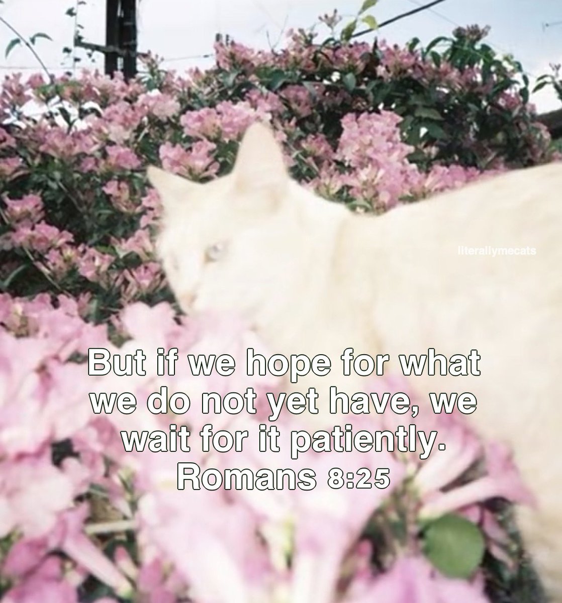 LiterallyMeCats (@literallymecats) on Twitter photo 