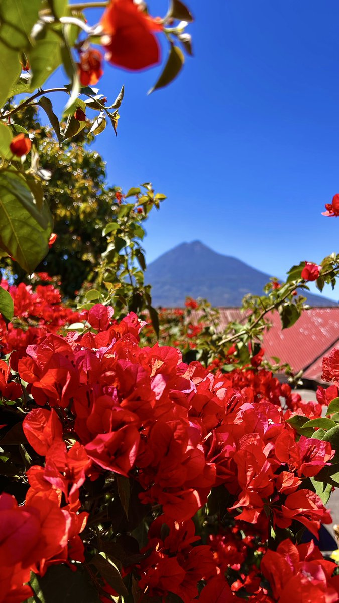 francellie de jesus tweet media