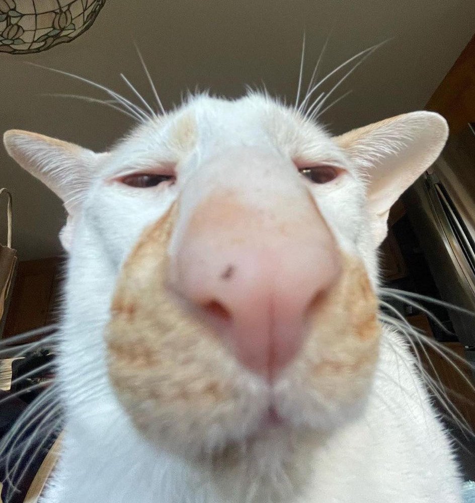 Lord Kut-Ku tweet media