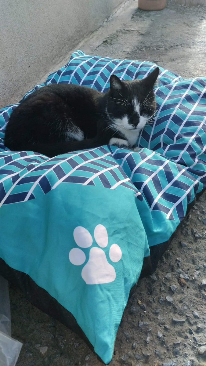 Fay Pan 🐾🐾🐾🐾🐾🐾 tweet media