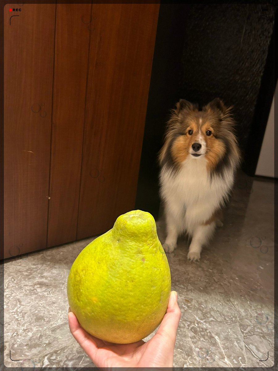 Altynai Mukasheva tweet media