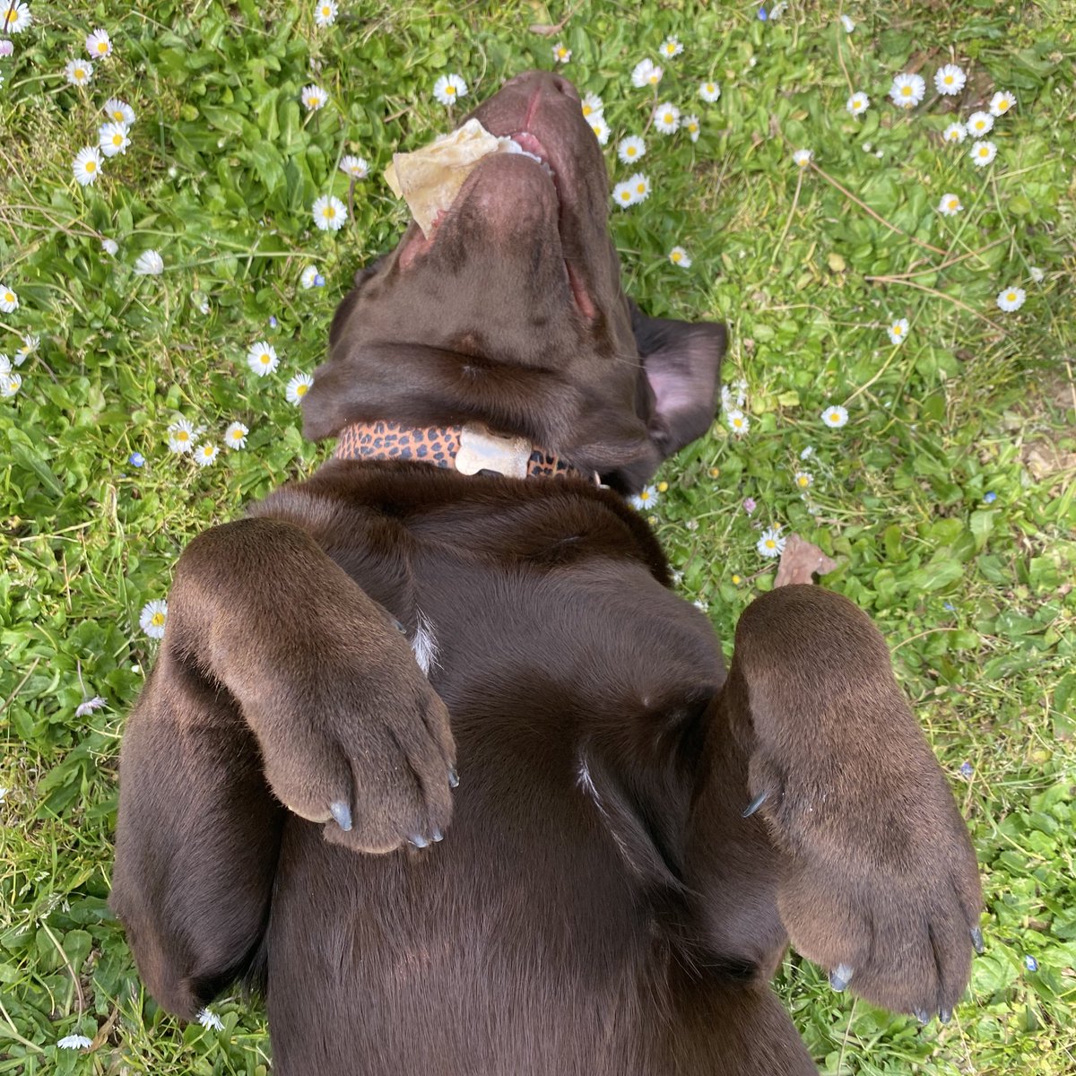 jacopo☆ is DEAD AND tweet media