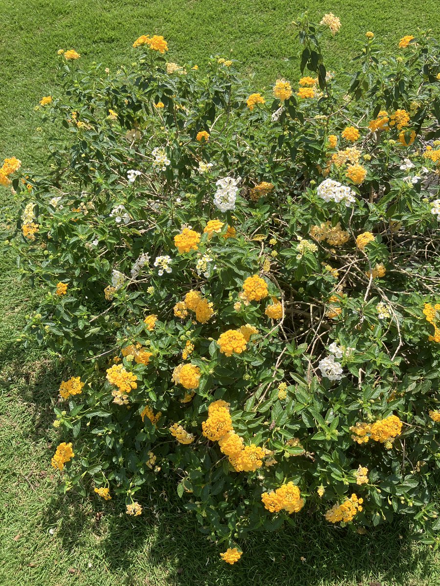 Sunny Rise🌟💥| Comms Open tweet media