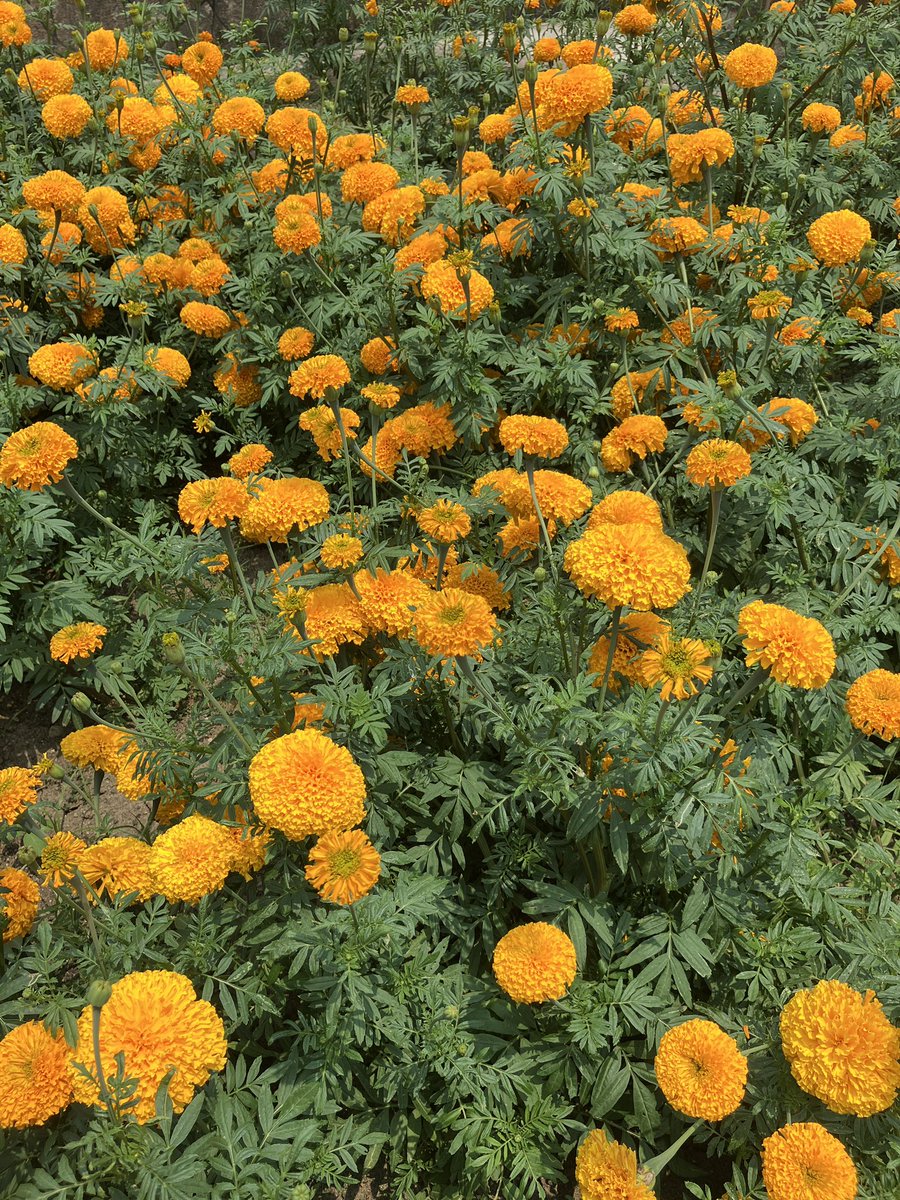 Sunny Rise🌟💥| Comms Open tweet media