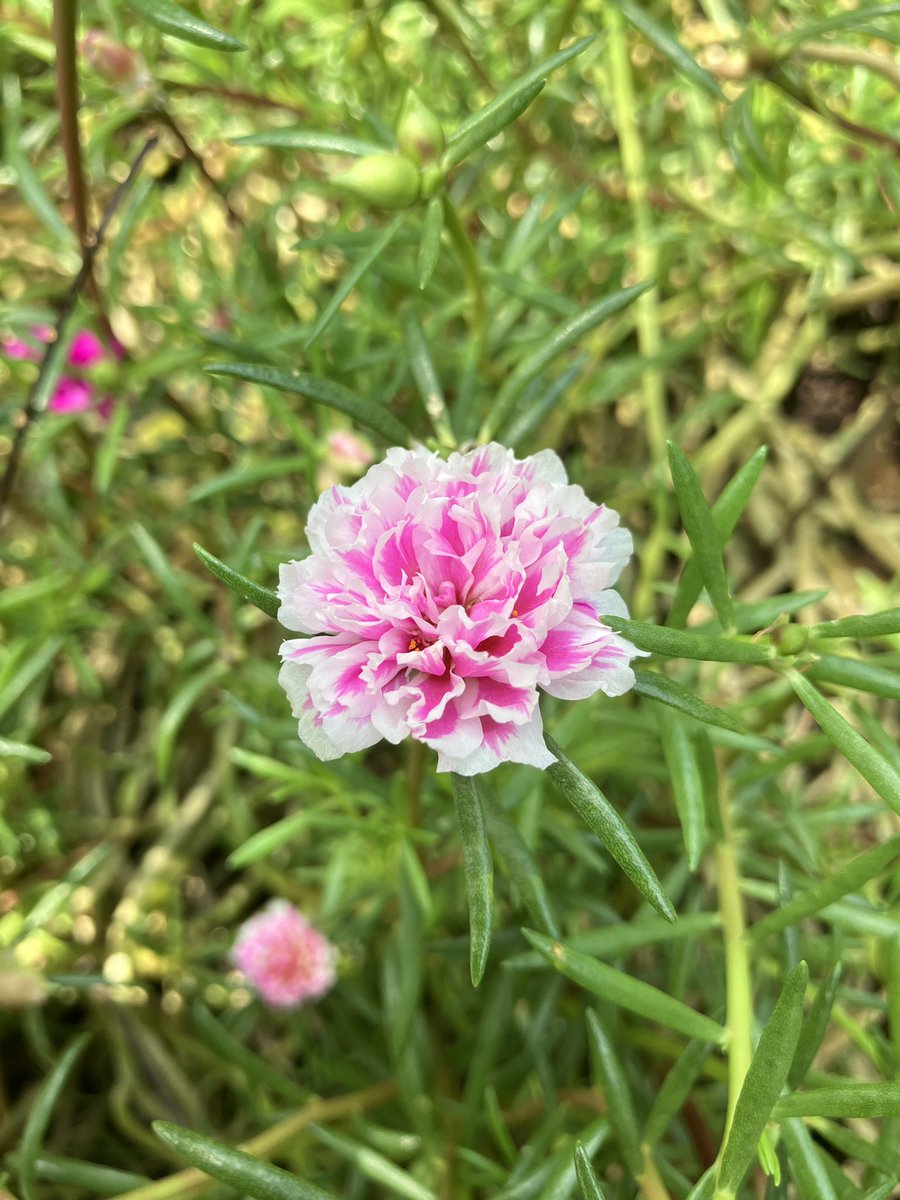 Sunny Rise🌟💥| Comms Open tweet media