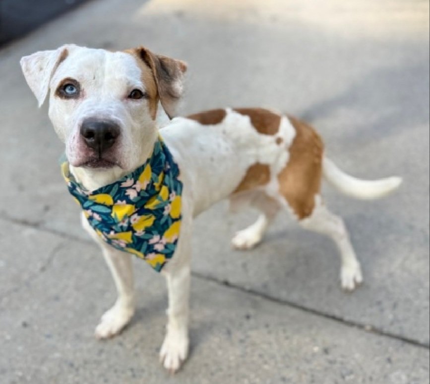 Morgan Fairchild's Dogs tweet media