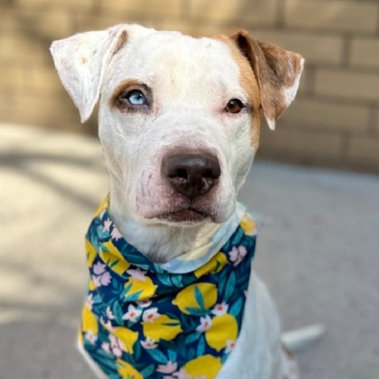 Morgan Fairchild's Dogs tweet media