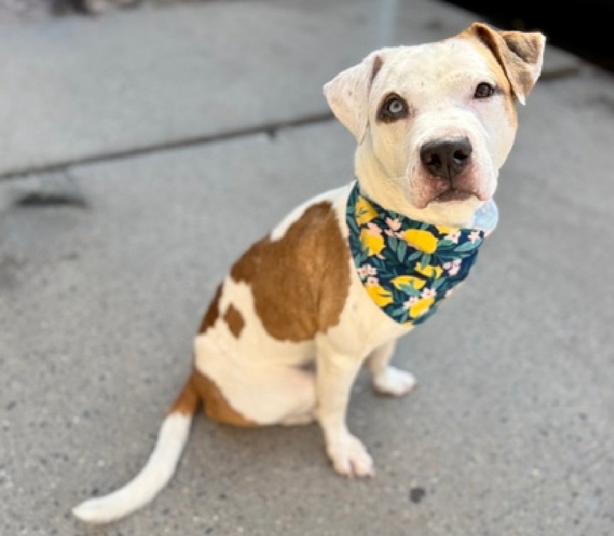 Morgan Fairchild's Dogs tweet media