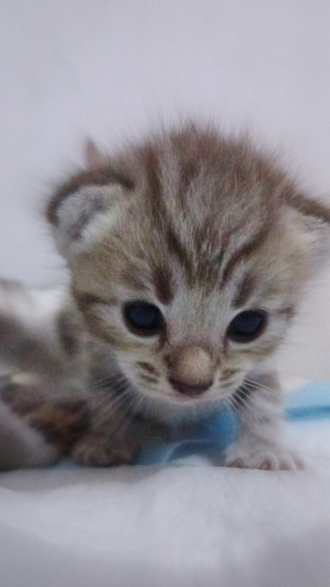 ۫ ۫ ִ ʿ ࣪dimiꔵ˖۫ ۫ ִ ׁ tweet media