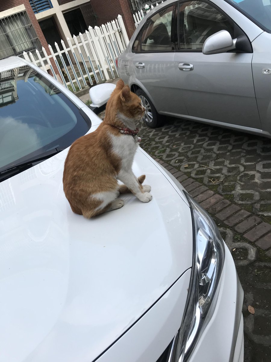 Kelly Archibald tweet media