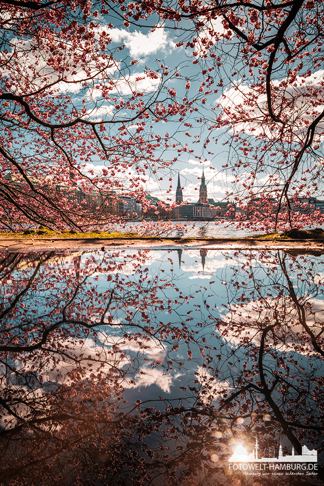 Fotowelthamburg's tweet photo. Kirschblüten an der Binnenalster....

https://t.co/sfyjP0wSTE https://t.co/nJcBhm8Sn5