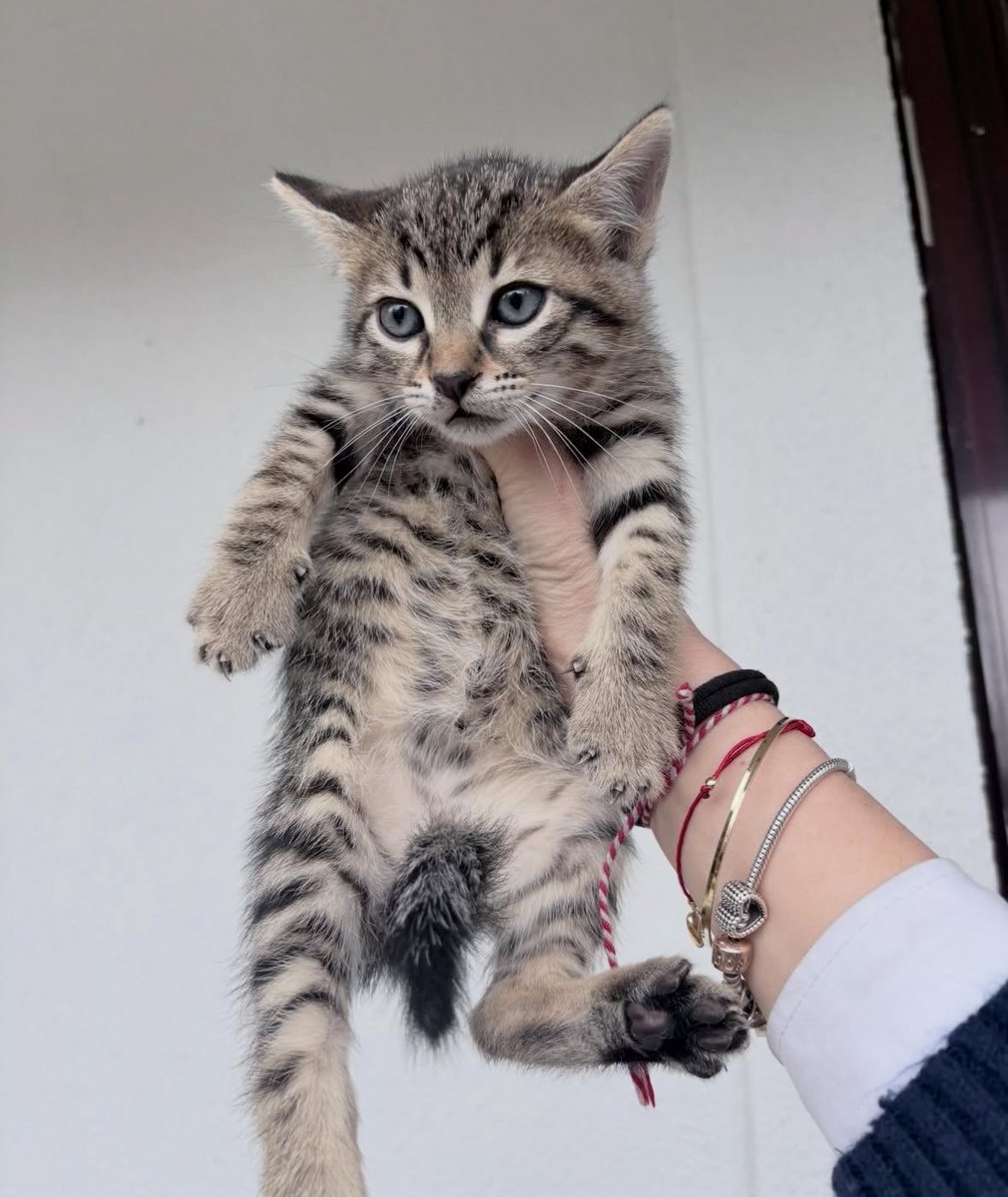 Pınar DİKMEN tweet media