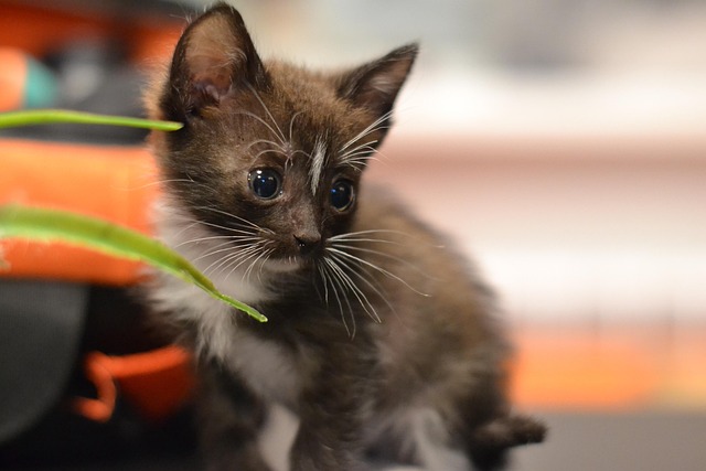 Julio Sagan tweet media