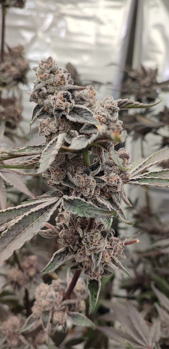 ✨Mikrobenkraft🌱 tweet media