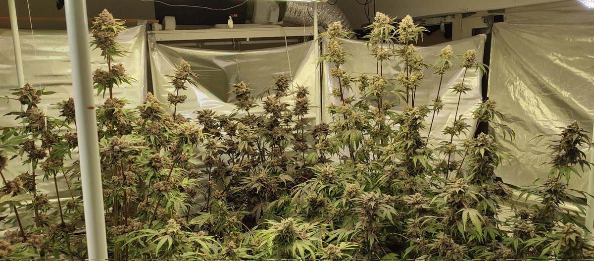 ✨Mikrobenkraft🌱 tweet media