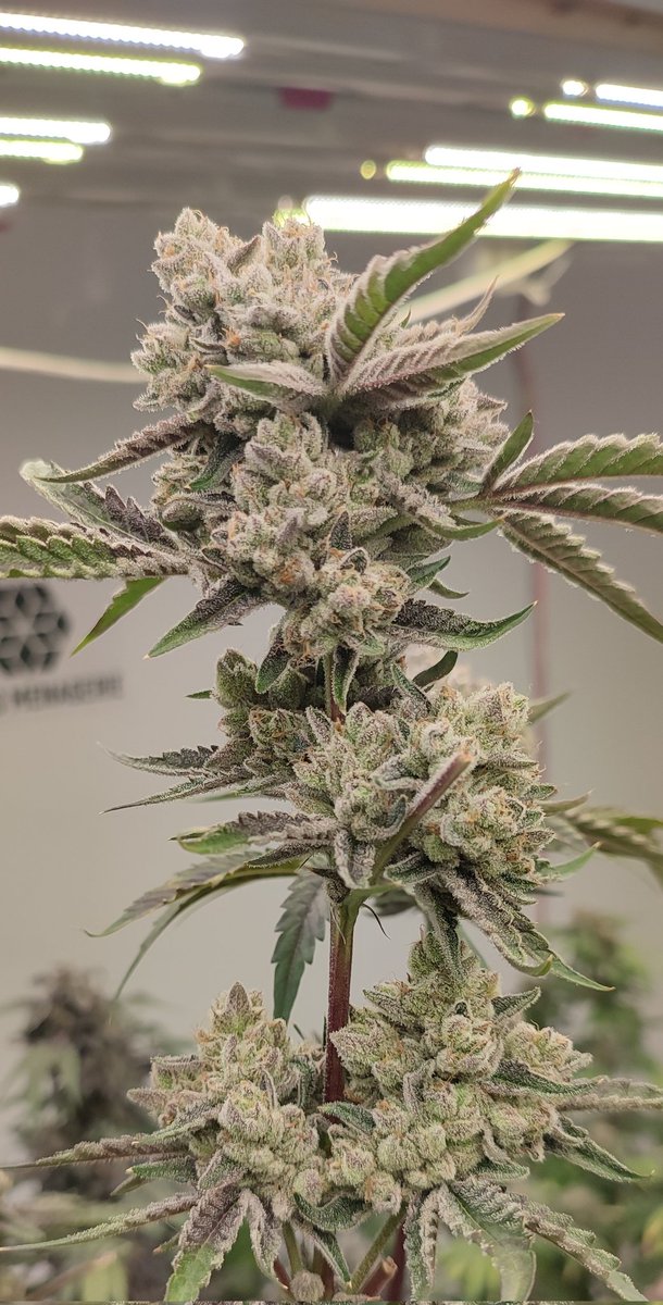 ✨Mikrobenkraft🌱 tweet media