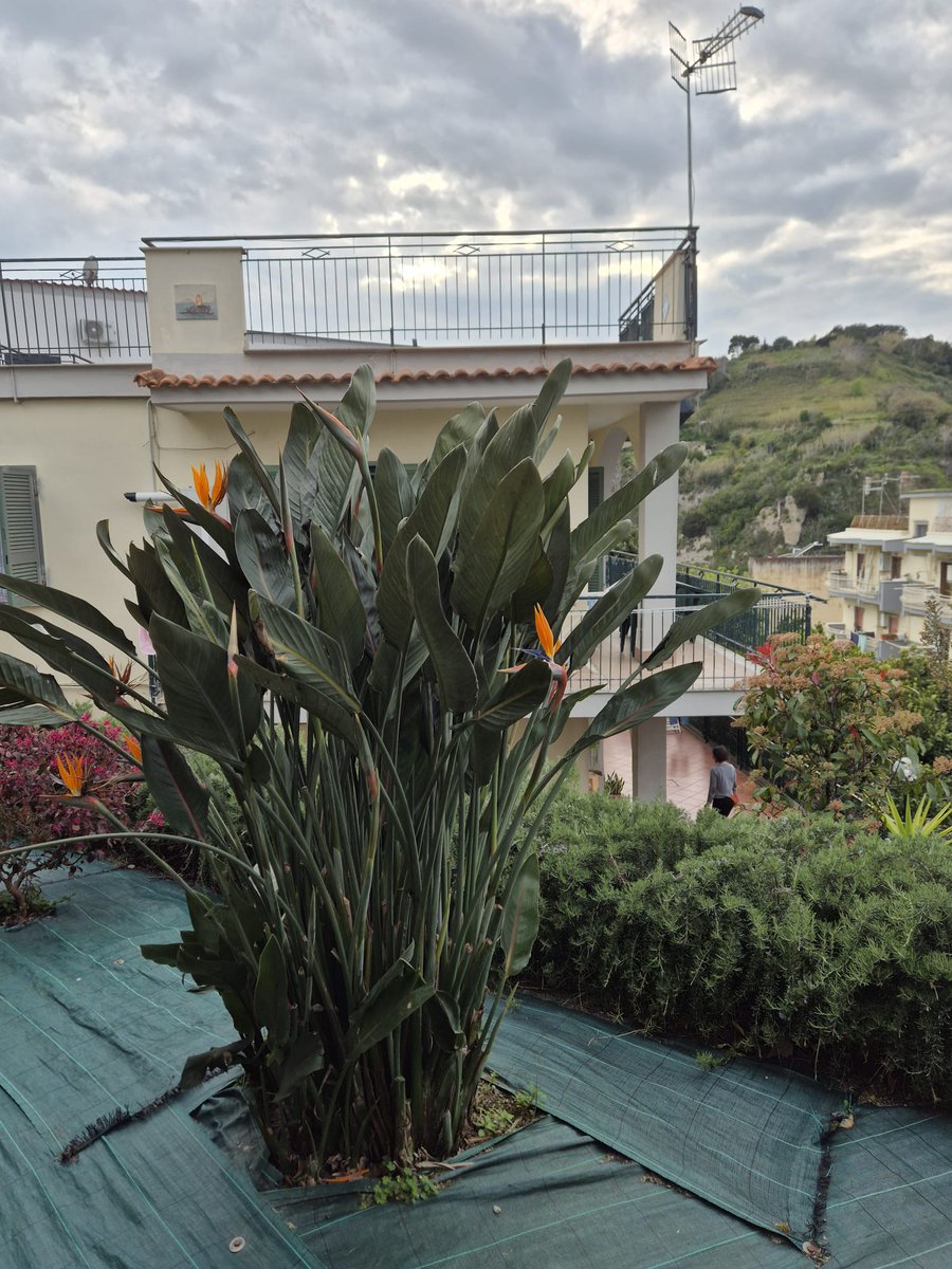 Corsalenta tweet media