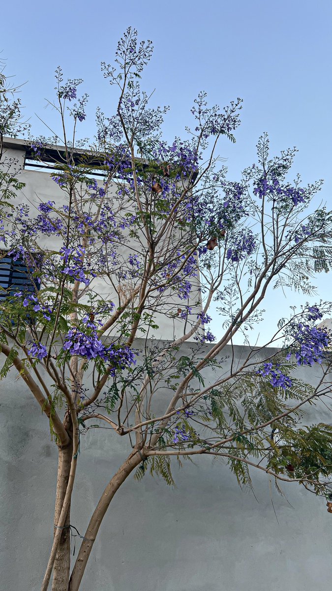 بُشرى tweet media