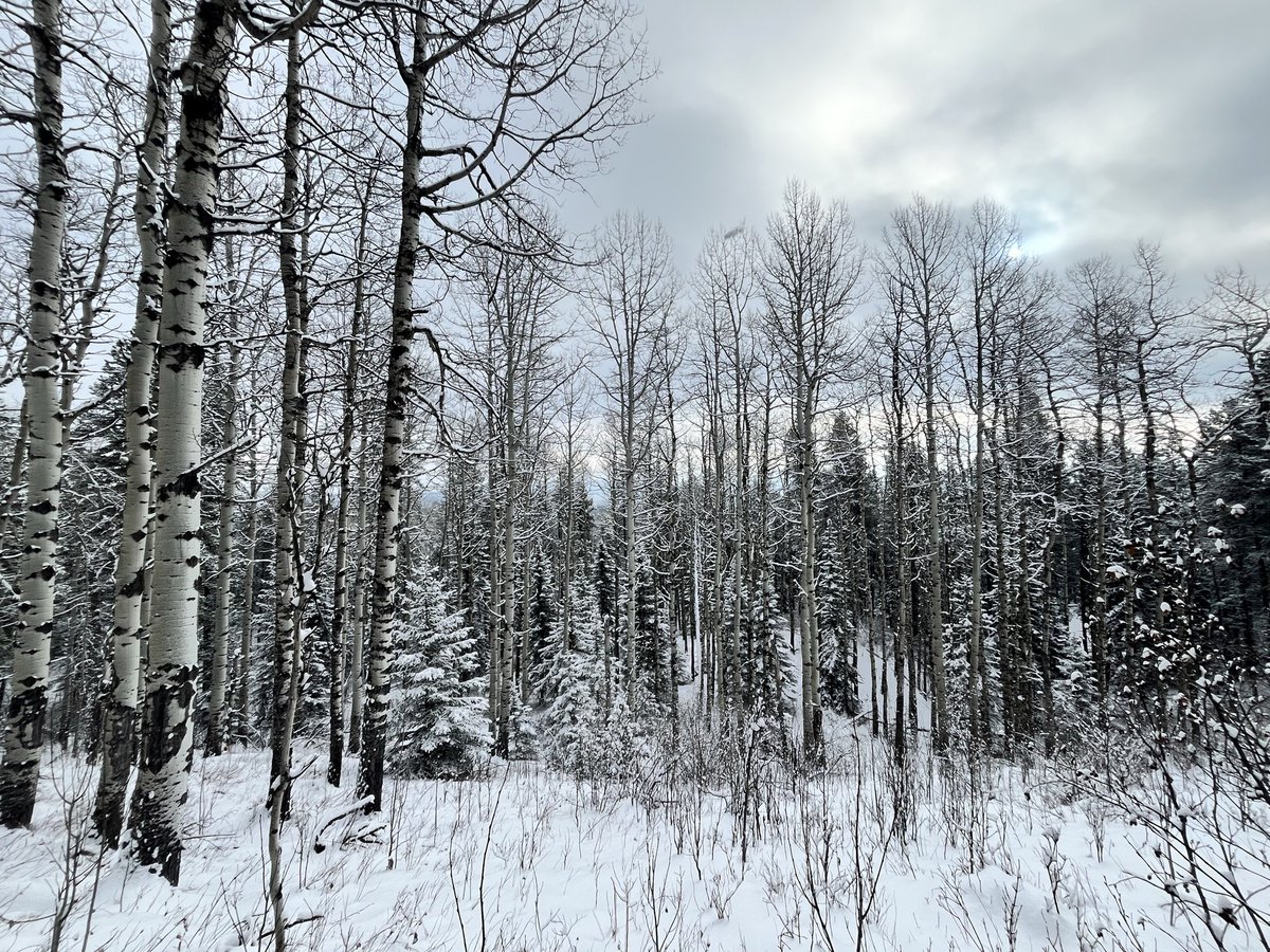 michelle d tweet media