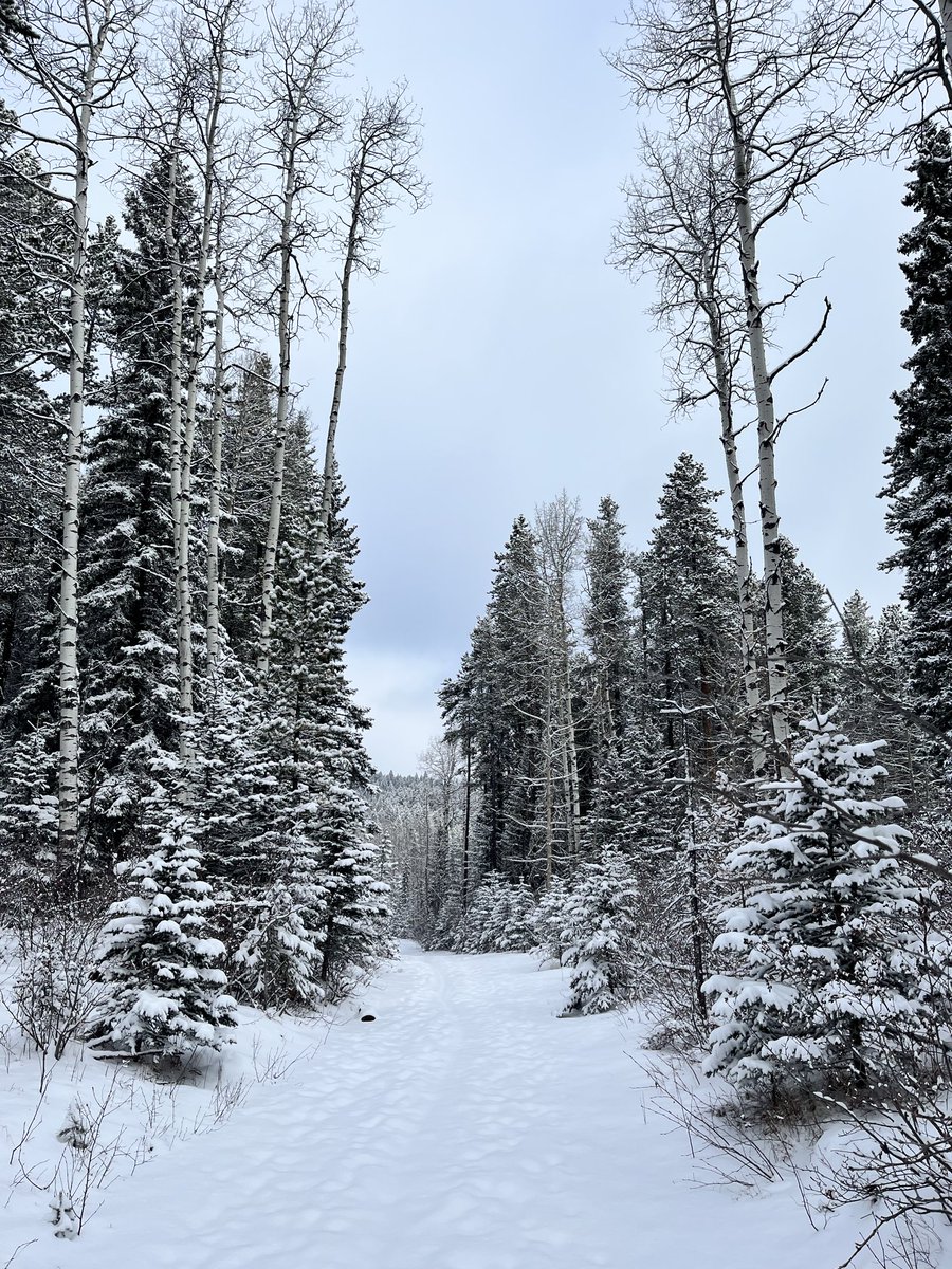 michelle d tweet media