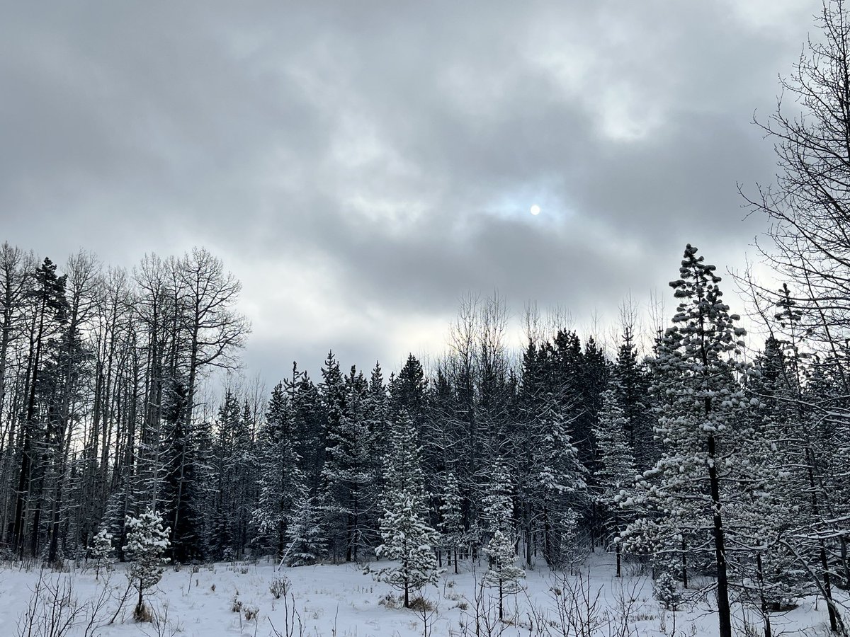 michelle d tweet media