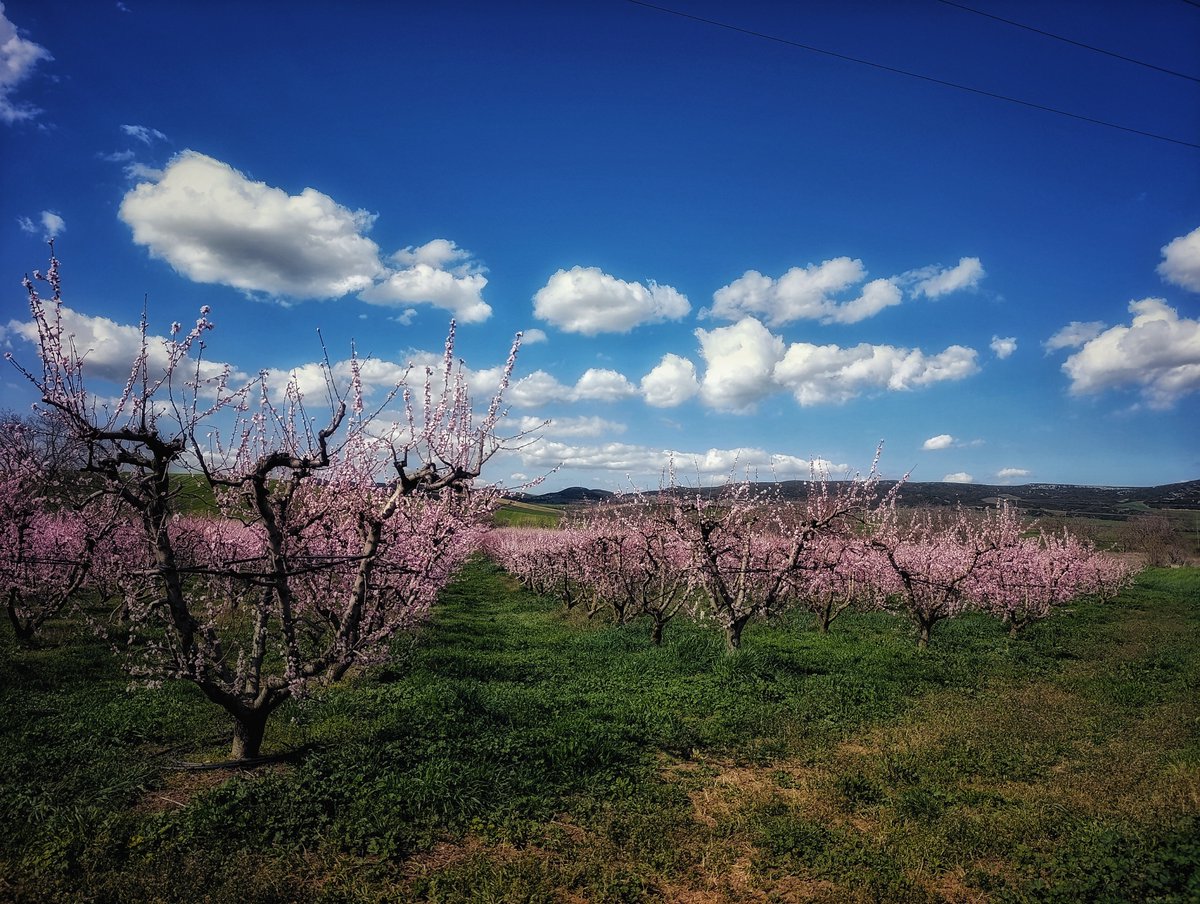 Oreino Kafeneio tweet media