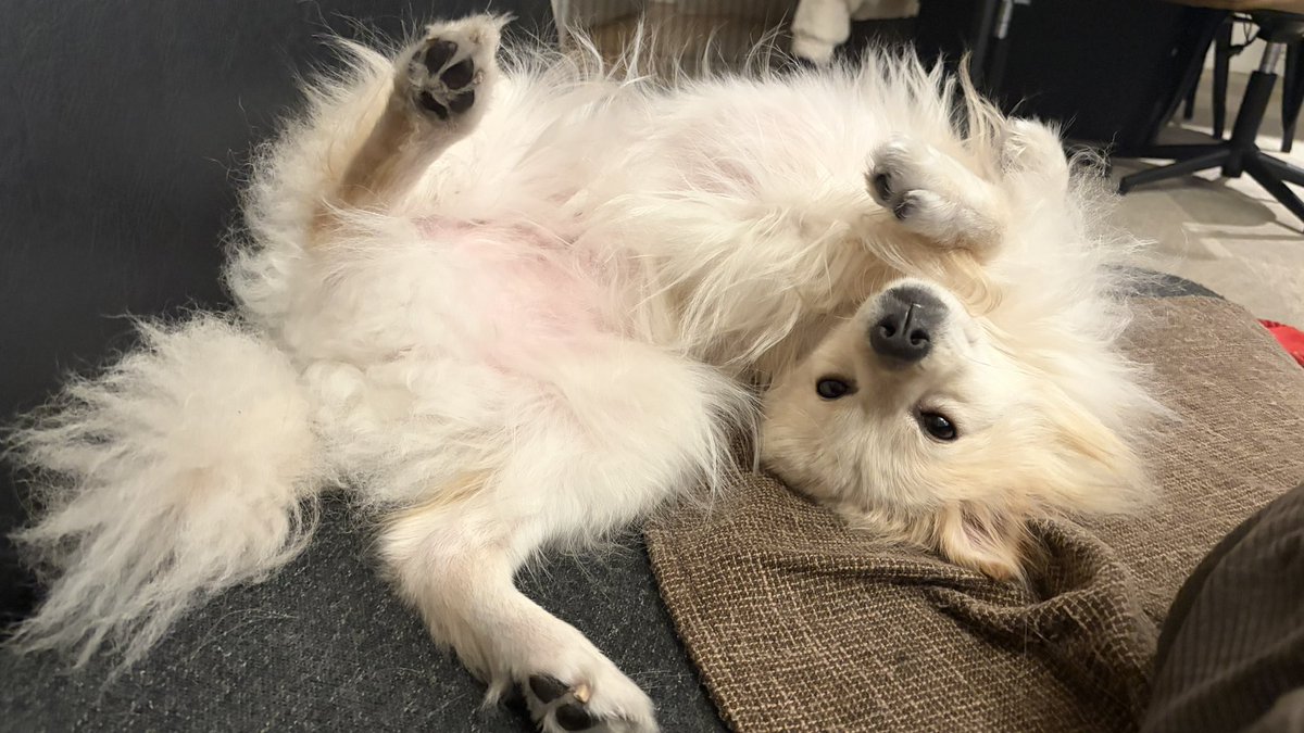 こしゅん tweet media