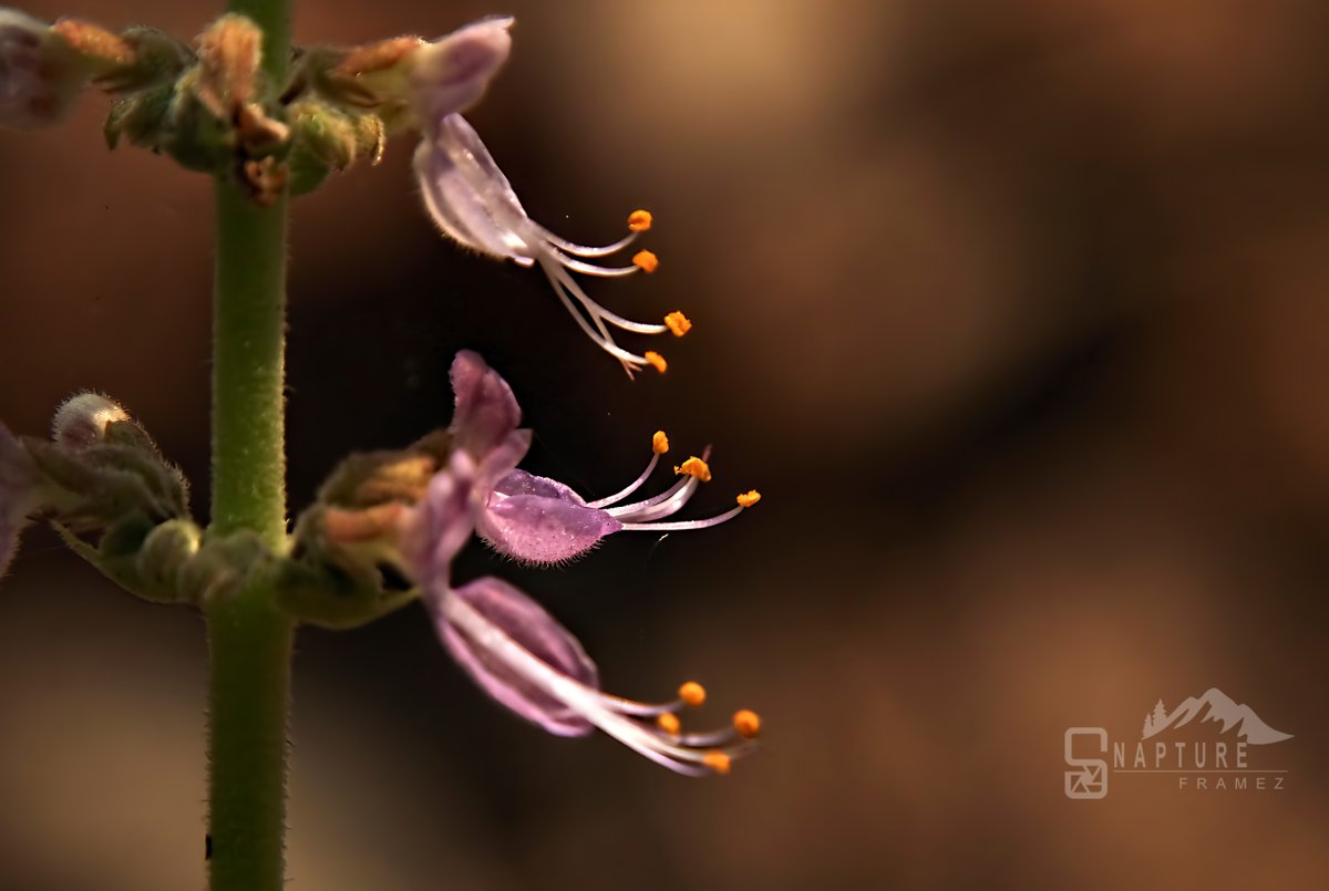 viswaprem_ca's tweet image. Tiny blossoms carrying fragrance, healing, and quiet grace in every petal

#MacroNature #SacredPlants #NatureDetails #MacroMagic #BotanicalBeauty #WildFlora #NatureCloseUp #CaptureFramez #MacroShot #NatureMinimalism #FloralDetails #CloseUpNature #NatureTextures #BotanicalFrame