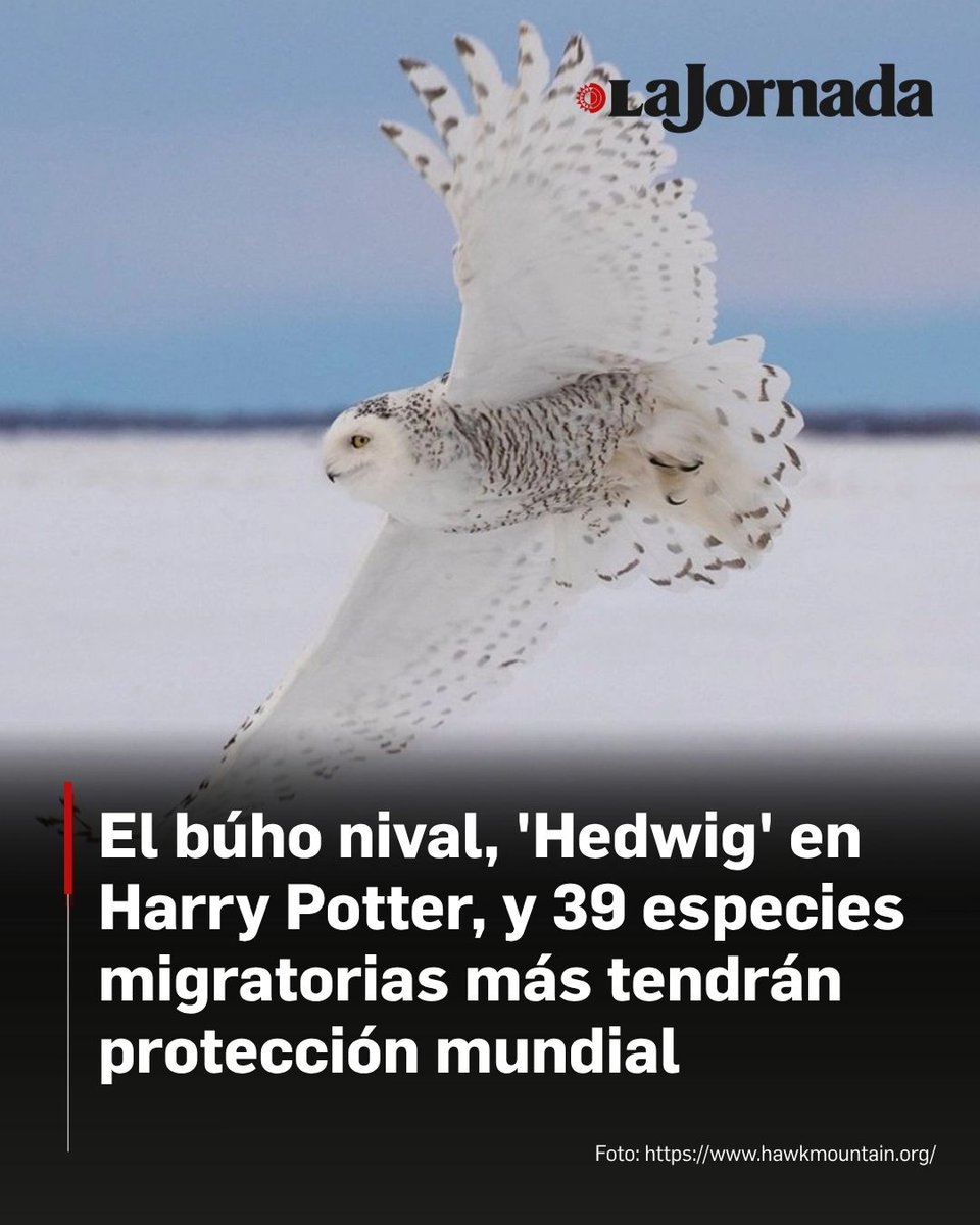 La Jornada tweet media