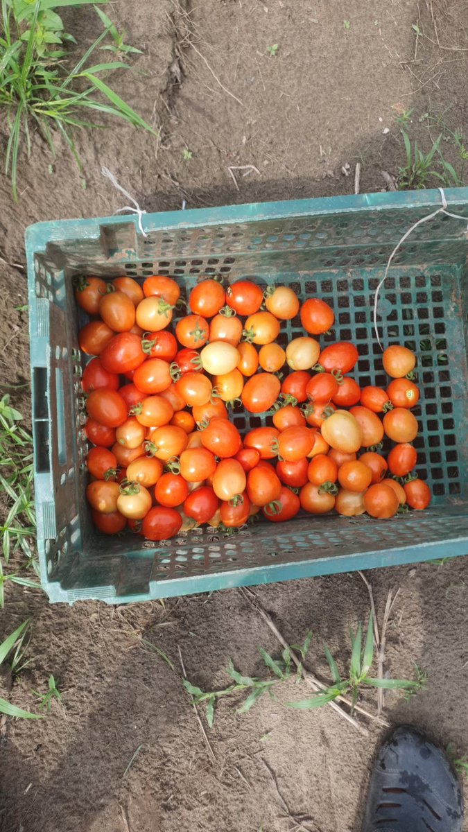 RunoFarm's tweet photo. We can supply you any quantity!!!! https://t.co/F6wZIEILxR
