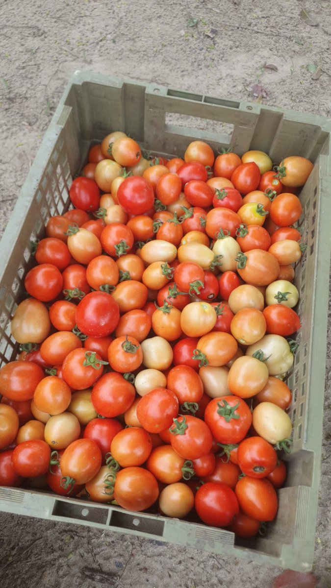 RunoFarm's tweet photo. We can supply you any quantity!!!! https://t.co/F6wZIEILxR