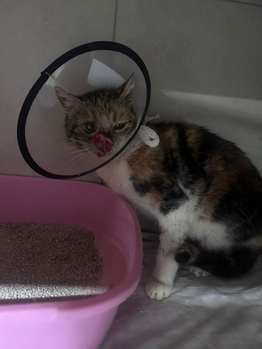 patisever 🐾🐱🐶 tweet media