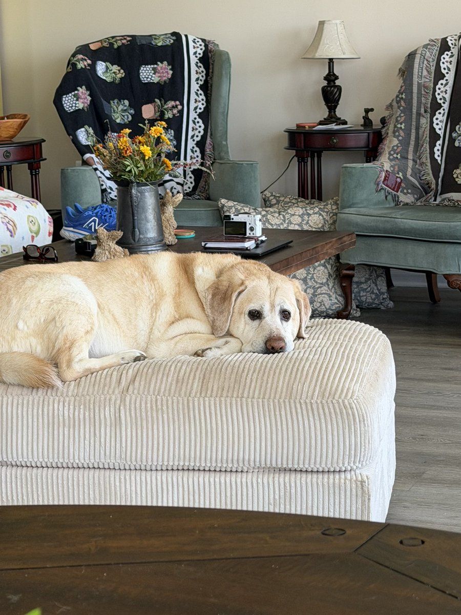 𝐴𝑠ℎ 𐂂 𓍊𓋼𓍊☽☘︎︎ tweet media