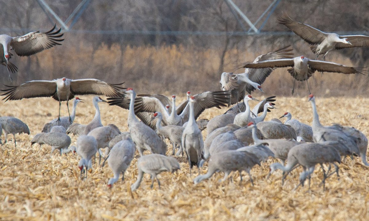 prairieguy2016's tweet image. Sandhill Cranes coming in to land &amp;amp; feed in a Nebraska cornfield. There is something about watching them glide in, wings outstretched &amp;amp; slightly cupped, their long, skinny legs dangling down, &amp;amp; their long necks stretched out guiding them in…
#cranes #nebraska #migration