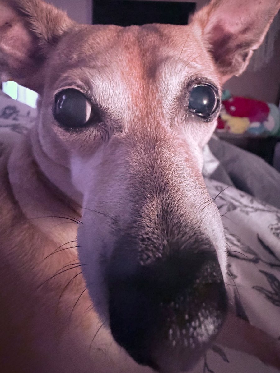 Pickle 🥒 tweet media