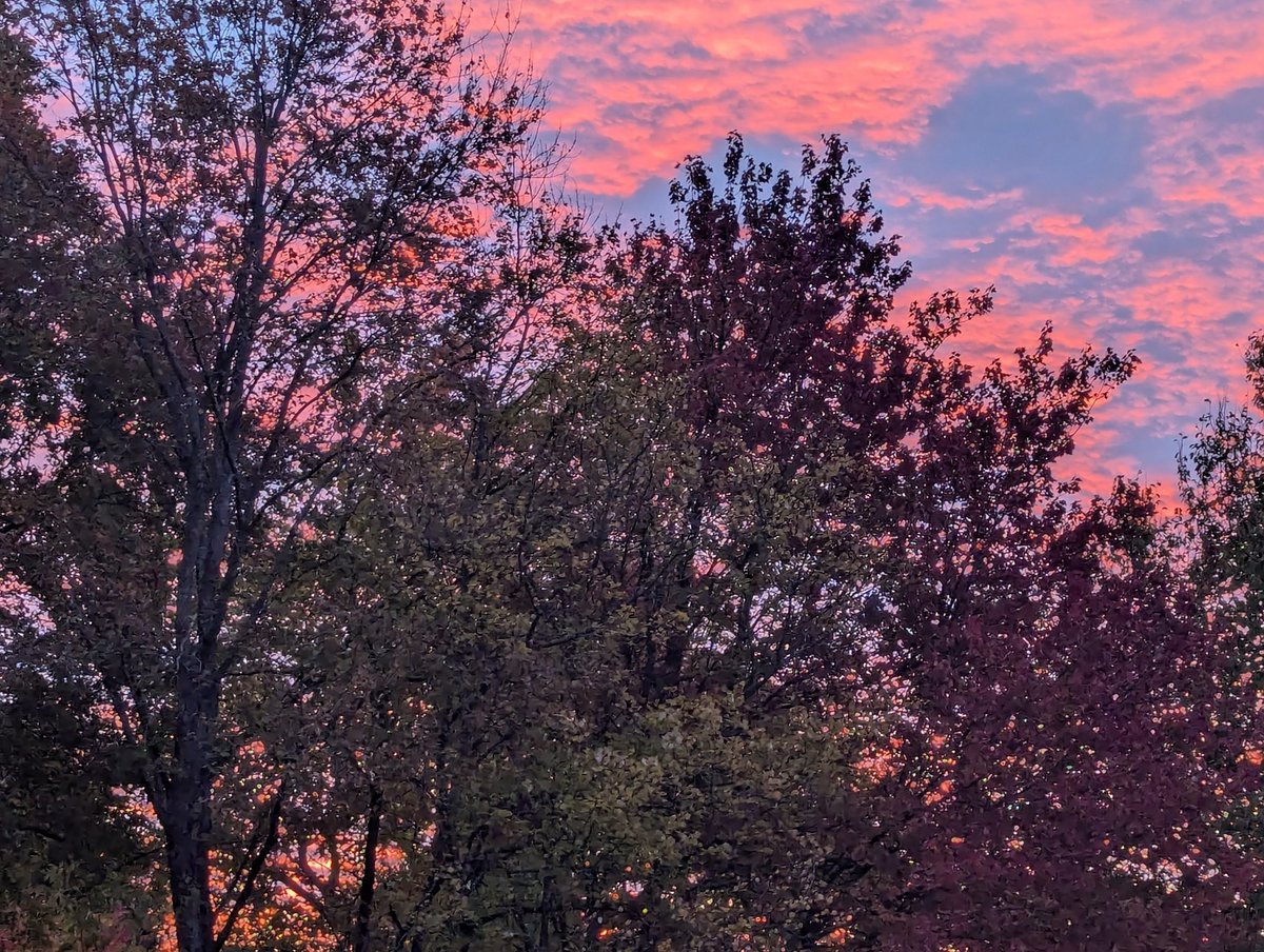 Jasper's Garden tweet media