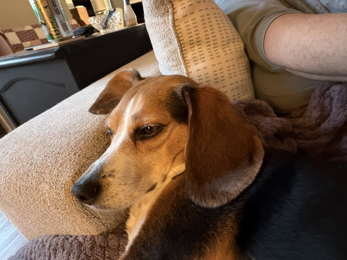 Zuzu’s Wonderful Life tweet media