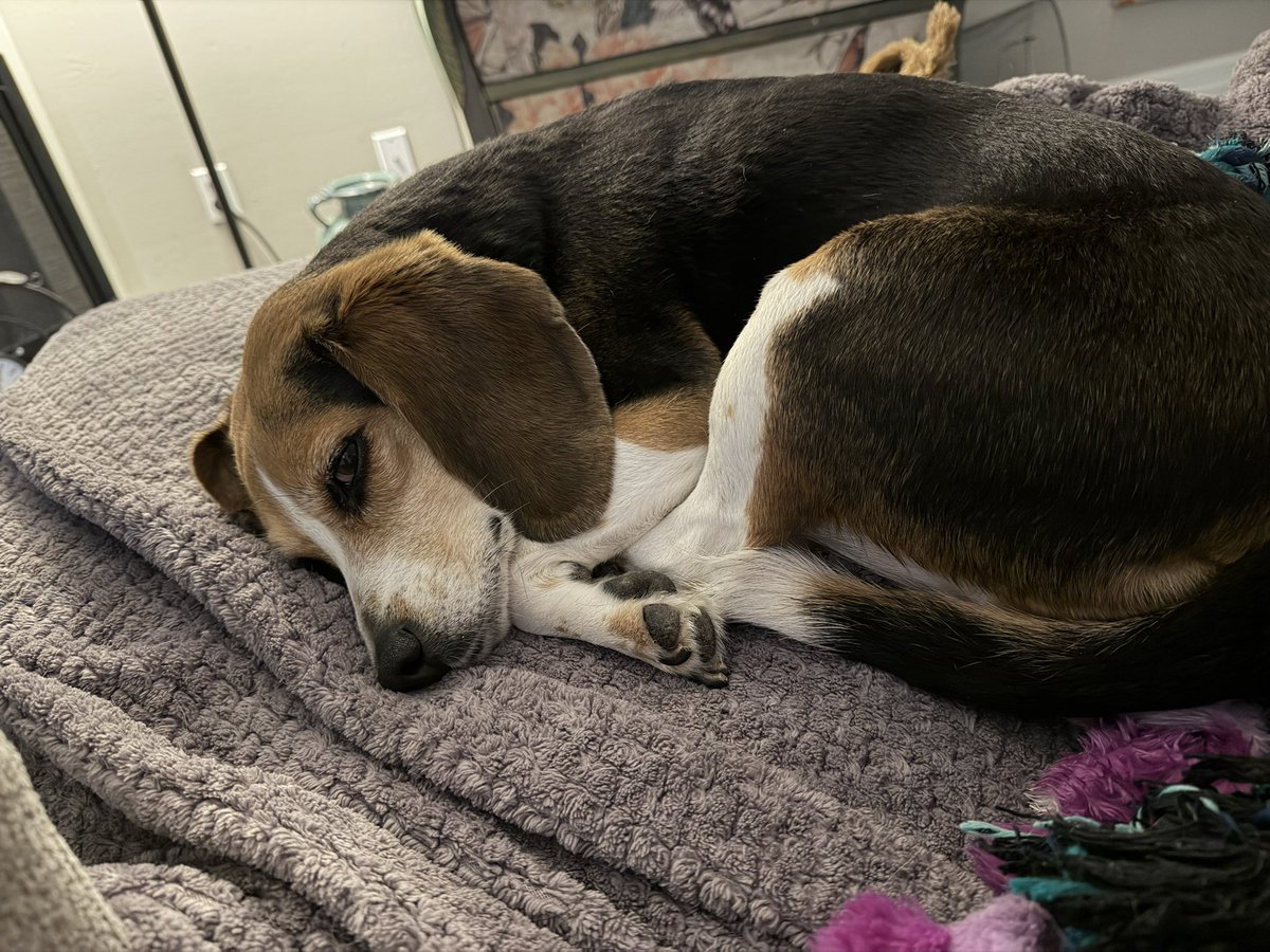 Zuzu’s Wonderful Life tweet media