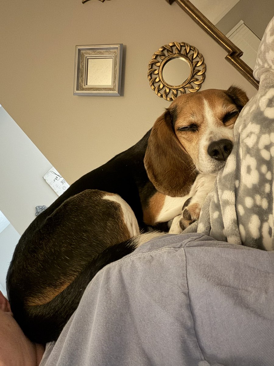 Zuzu’s Wonderful Life tweet media