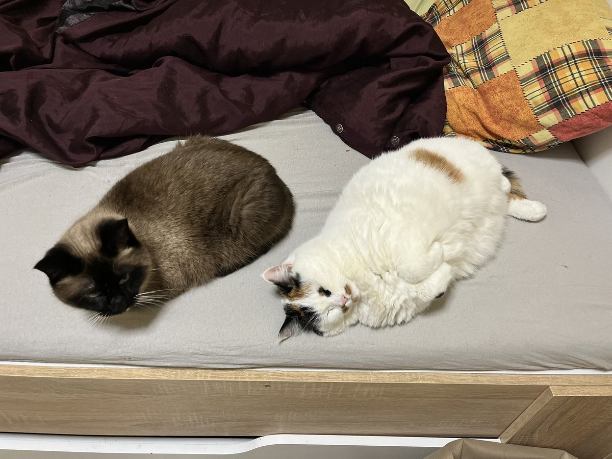 Шако tweet media