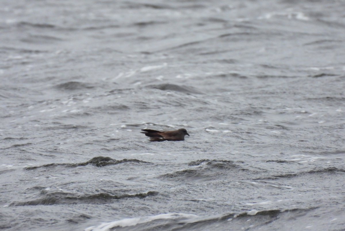 Joe Woods tweet media