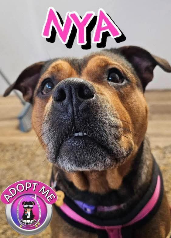 Senior Staffy Club Dog Rescue tweet media