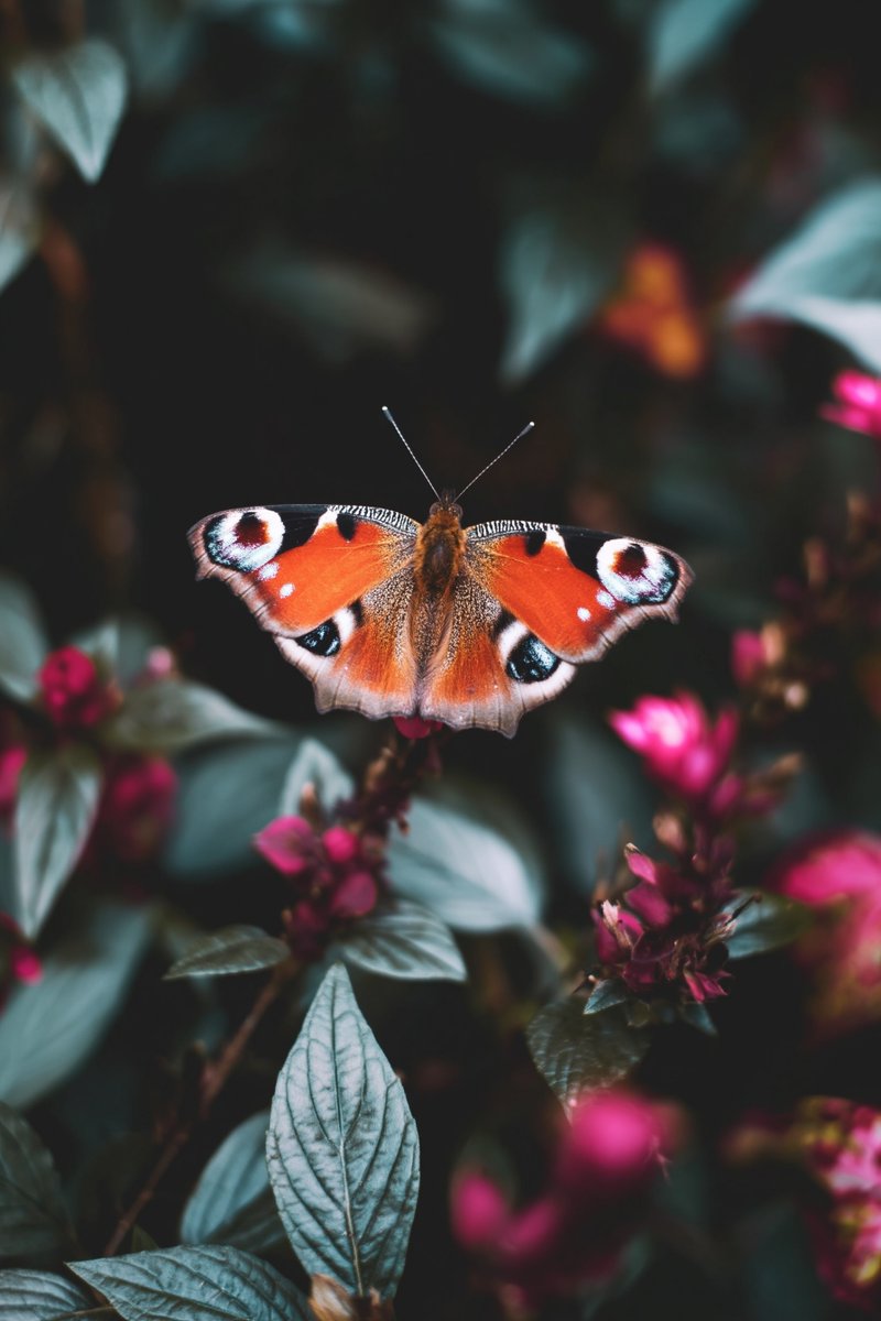 Amira Zairi tweet media