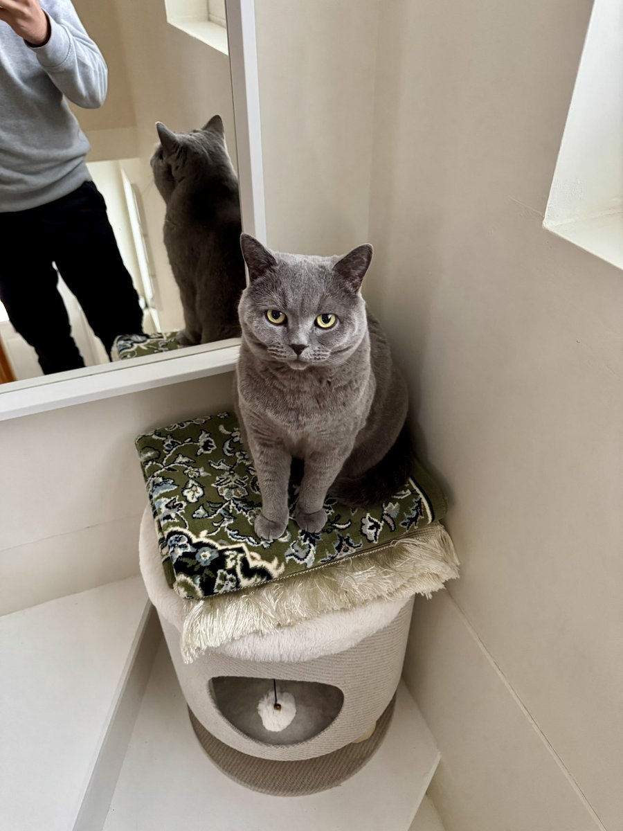 Al Musafir tweet media