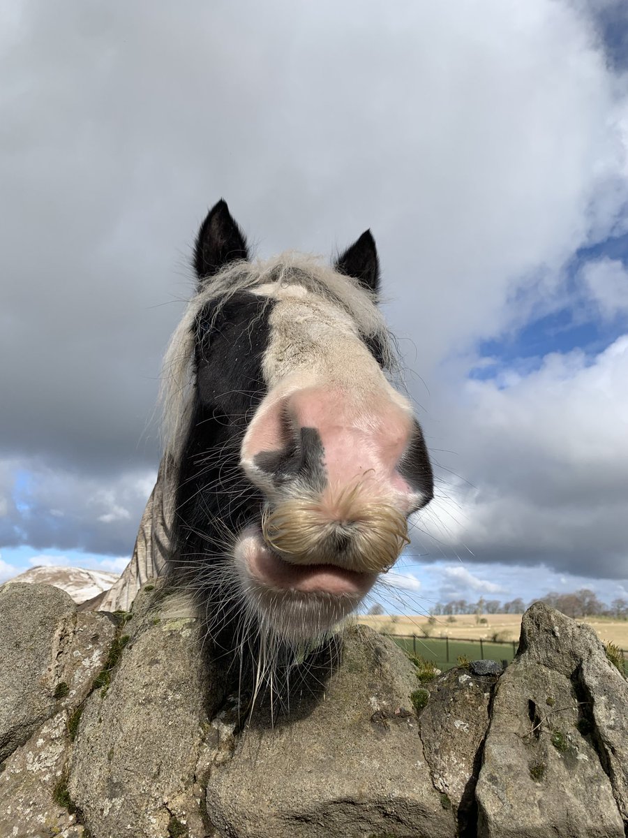 mt_sargent's tweet photo. The horses recently only thing keeping me sane! https://t.co/4xyZwLuivR